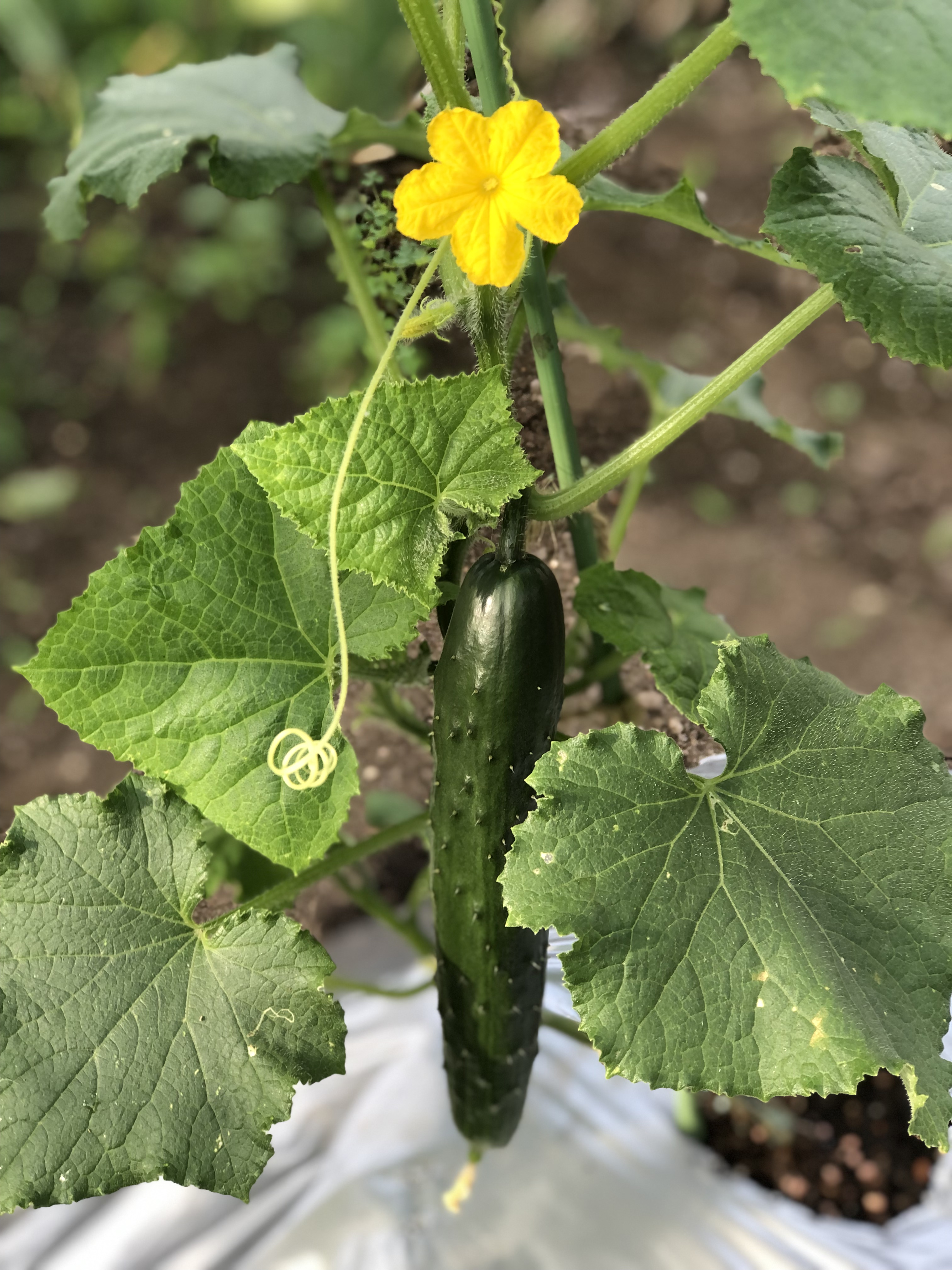 デイケアでのみのり菜園で育った胡瓜の赤ちゃんです。
